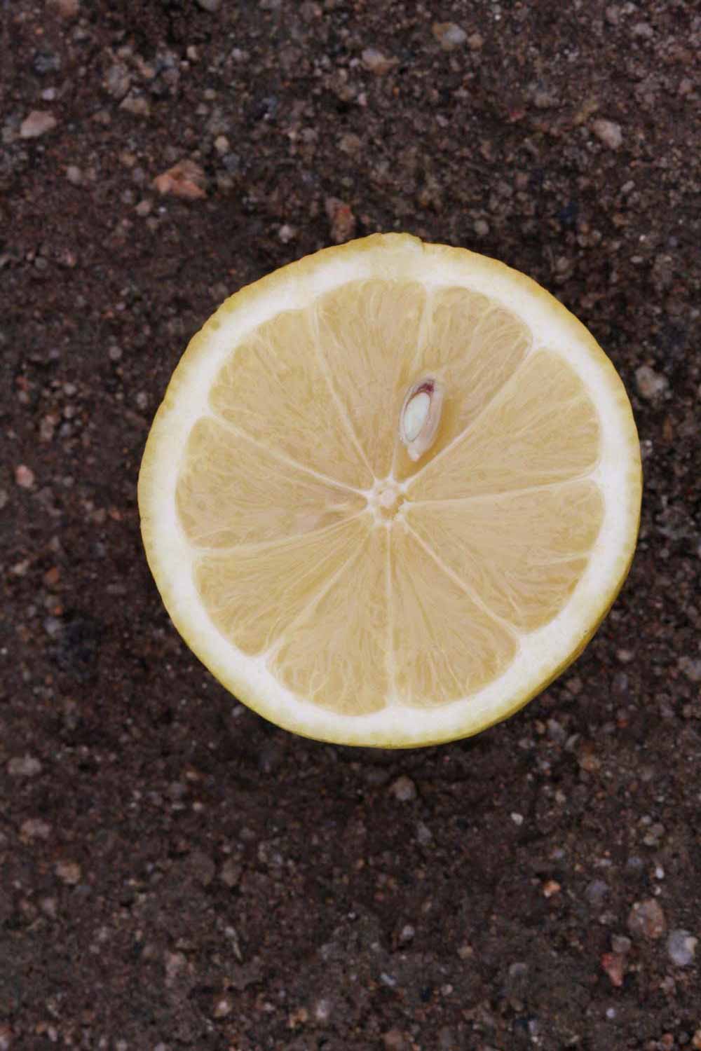              Fruit cross-section (Riverside, CA)       